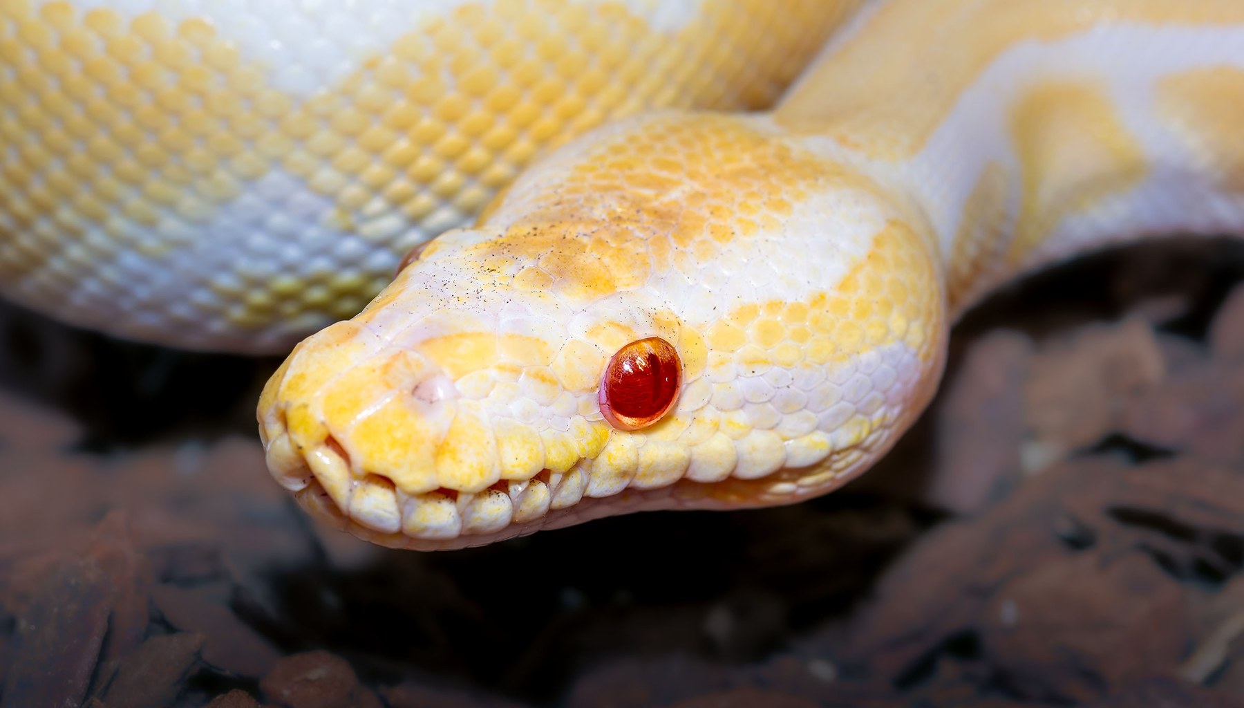 Royal Python from the Hexotics collection