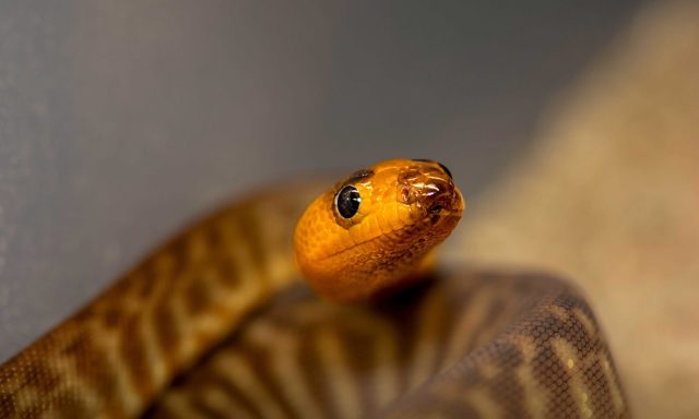Woma Python Baby